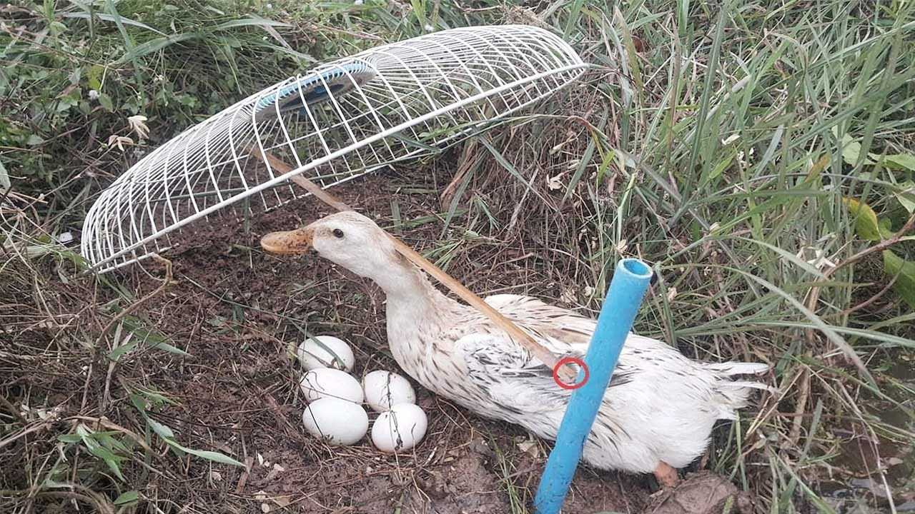 老鸭窝最新地址发布站介绍，便捷生活，尽在老鸭窝站